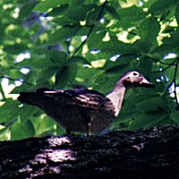 Wood Duck