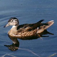 Wood Duck