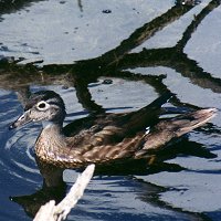 Wood Duck