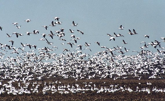 Snow Geese flock in Saint-Paul-de-l'Ile-aux-Noix, spring 2001
