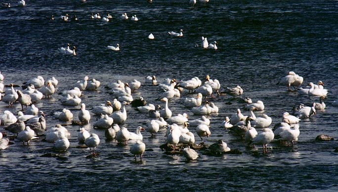Snow Geese in Saint-Jean-sur-Richelieu, Oct. 20th 2001 (a blue-form goose can be seen in the middle of the flock)