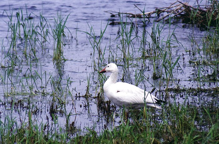 Hurt Snow Goose in Iberville