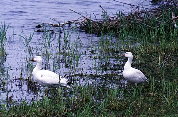 Hurt Snow Geese in Iberville