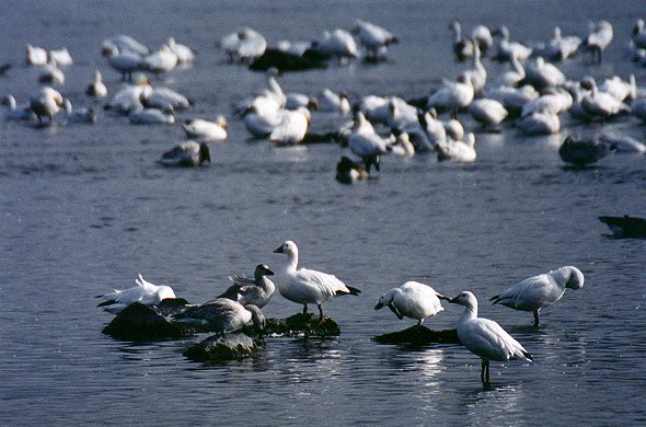 Snow Geese in Saint-Jean-sur-Richelieu, Oct. 28th 2001