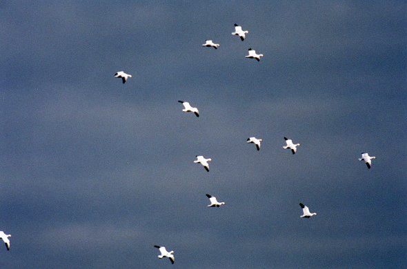 A flock of Snow Geese in Saint-Jean-sur-Richelieu, Oct. 28th 2001