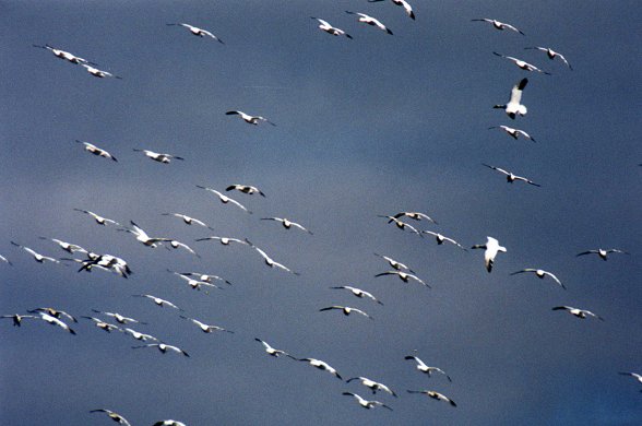 A flock of Snow Geese preparing to land in Saint-Jean-sur-Richelieu, Oct. 28th 2001