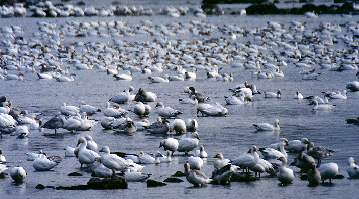 Snow Geese in Saint-Jean-sur-Richelieu, Oct. 28th 2001