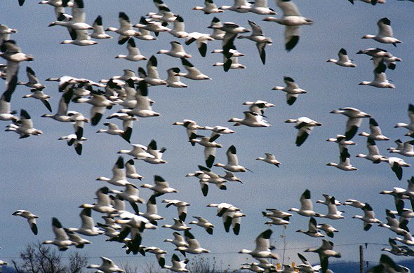 Snow Geese frightened by an airplane in Saint-Jean-sur-Richelieu, Oct. 28th 2001