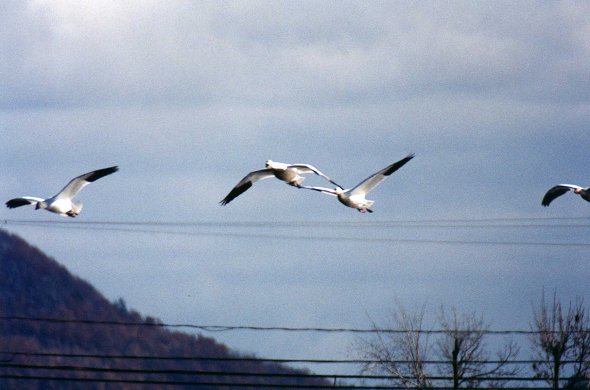 Snow Geese landing in Saint-Jean-sur-Richelieu, Oct. 28th 2001