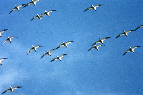 Snow Geese searching for place to rest in Saint-Jean-sur-Richelieu, Oct. 28th 2001