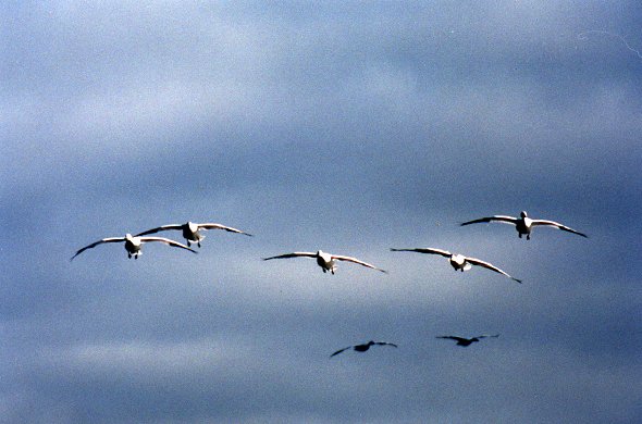 Snow Geese preparing to land in Saint-Jean-sur-Richelieu, Oct. 28th 2001