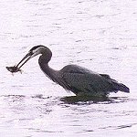Waders
