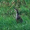American Bittern