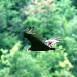 Vultures