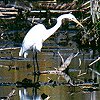 Great Egret