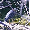 Green Heron