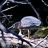 Green Heron