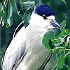 Black-crowned Night-Heron