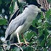 Black-crowned Night-Heron