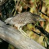 Black-crowned Night-Heron