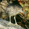 Black-crowned Night-Heron