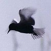 Black Tern