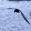 Black Tern