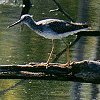 Greater Yellowlegs