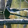 Greater Yellowlegs