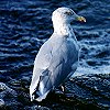 Herring Gull