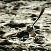 Kildeer