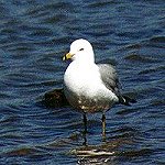 Gulls & Terns