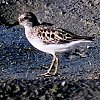 Least Sandpiper