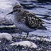 Least Sandpiper