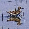 Lesser Yellowlegs
