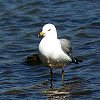 Ring-billed Gull