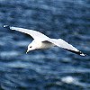 Ring-billed Gull