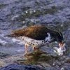 Spotted Sandpiper