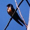 Barn Swallow