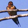 Barn Swallow