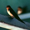 Barn Swallow