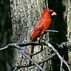 Red Cardinal
