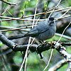Gray Catbird