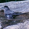 Gray Catbird