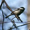 Black-capped Chickadee