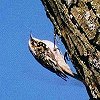 Brown Creeper