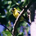 Finches