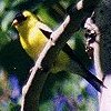 American Goldfinch