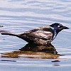 Common Grackle