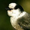 Gray Jay
